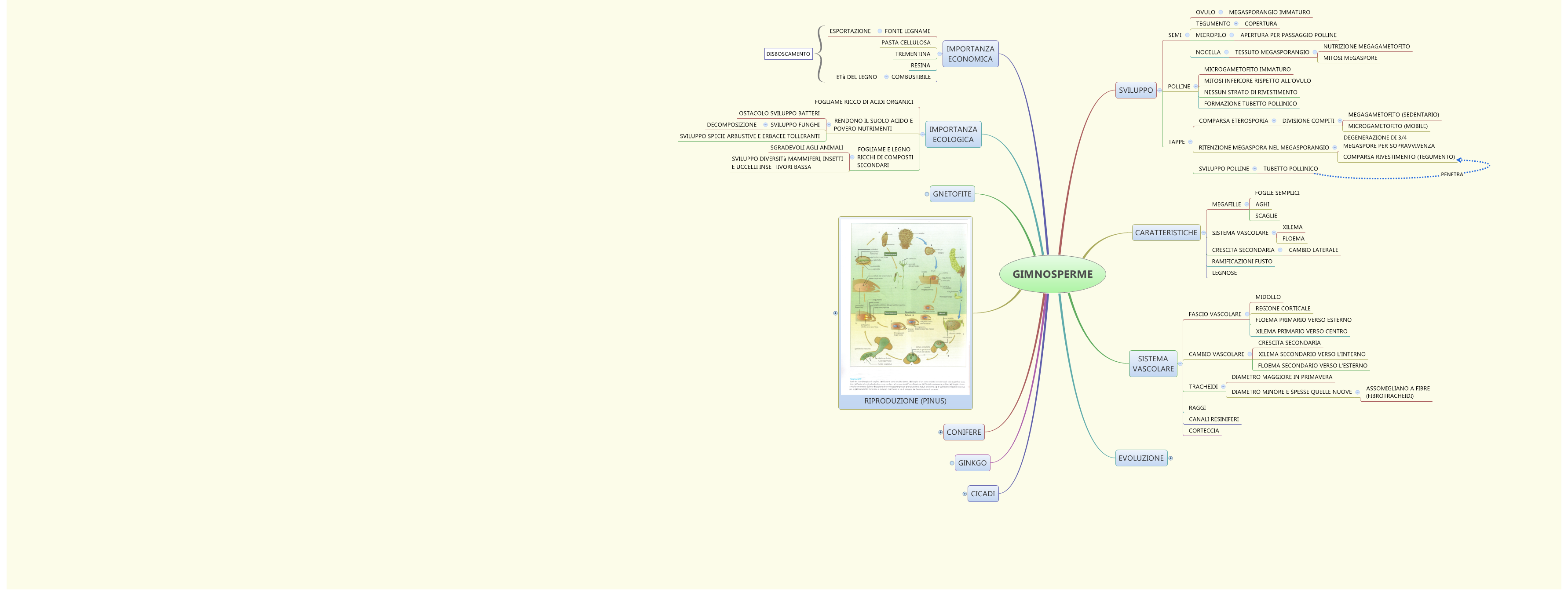 gimnosperme xmind  library