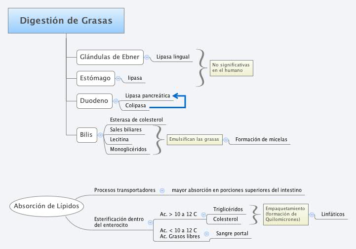 Digestión de Grasas -- XMind Online Library Digestión de Grasas -- XMind Online Library